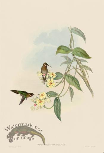 Gould Hummingbird 038